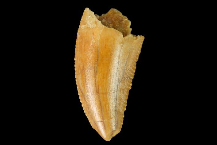 Serrated, Raptor Tooth - Real Dinosaur Tooth #167188